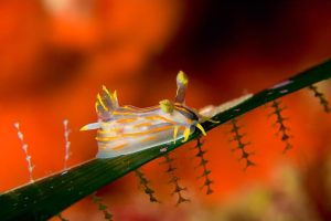 polycera macro fotosub Lembeh buceo