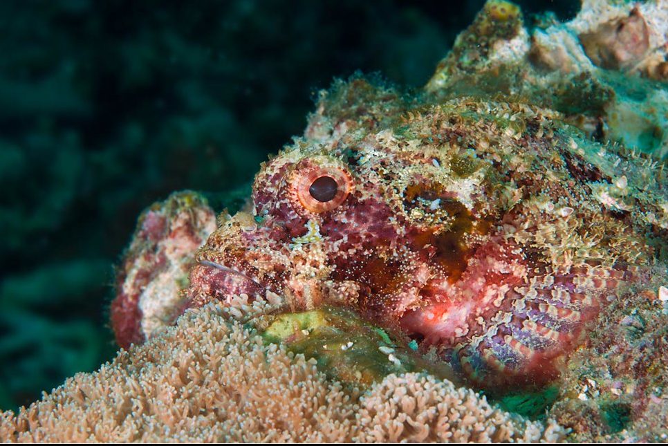 bucea Similan pez escorpion