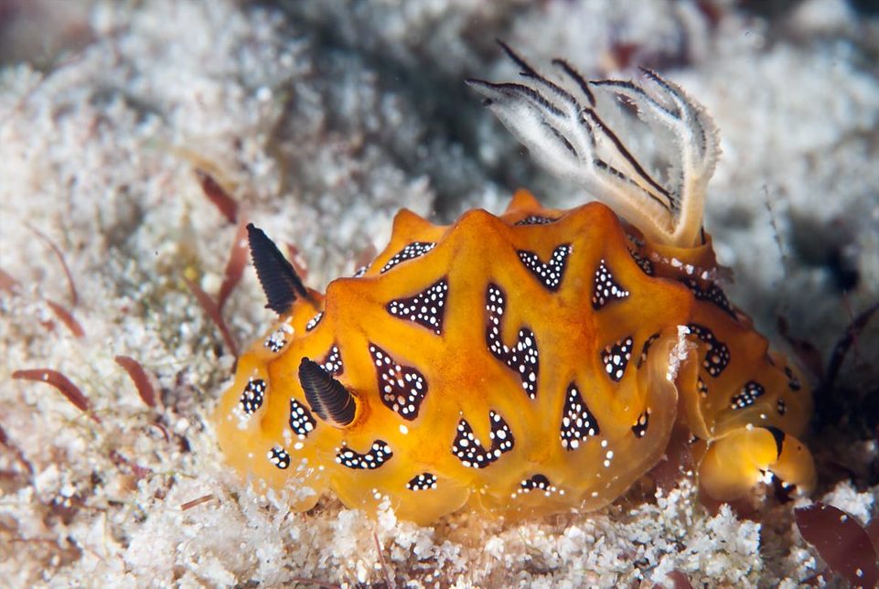 buceo macro Similan nnudibranquio