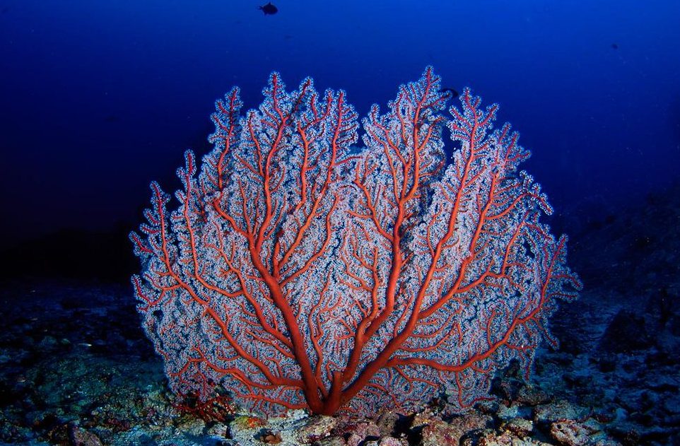 viaja bucea gorgonias Similan