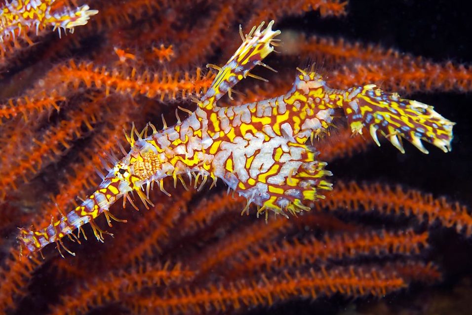 pez pipa fantasma Similan macro buceo