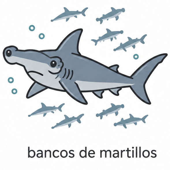 bancos tiburon martillo bucea viaja Banda Neira