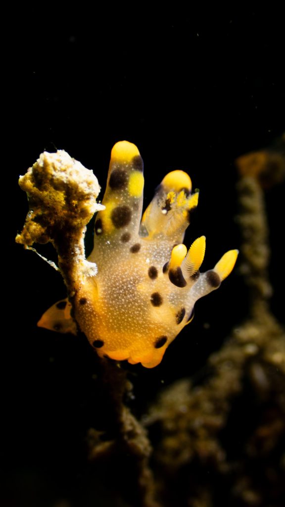 pikachu nudi Lembeh buceo