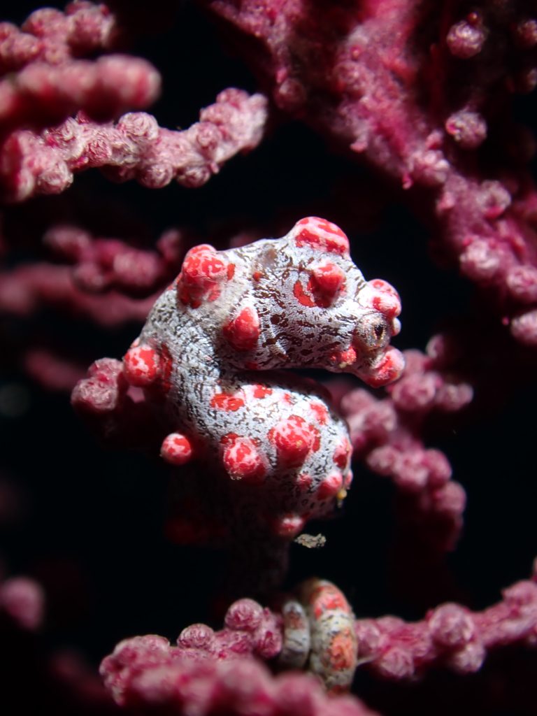 pygmy seahorse Lembeh caballito