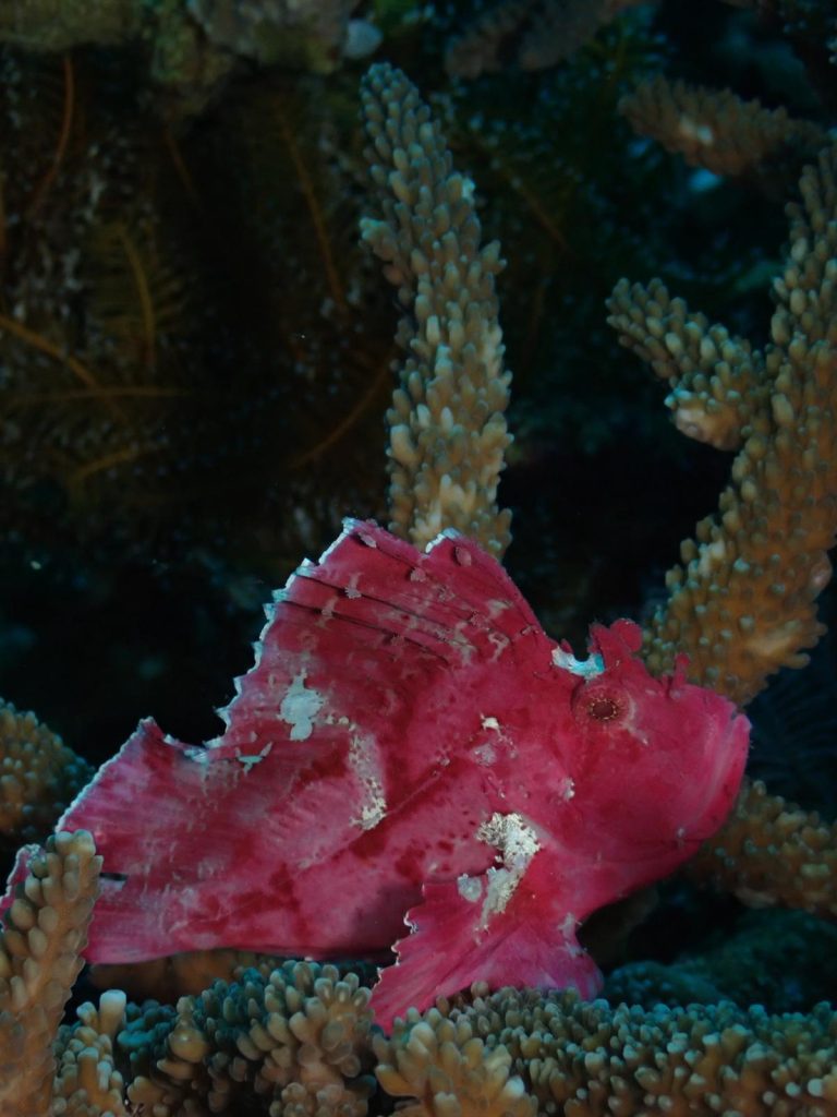 pez hoja bucea wakatobi