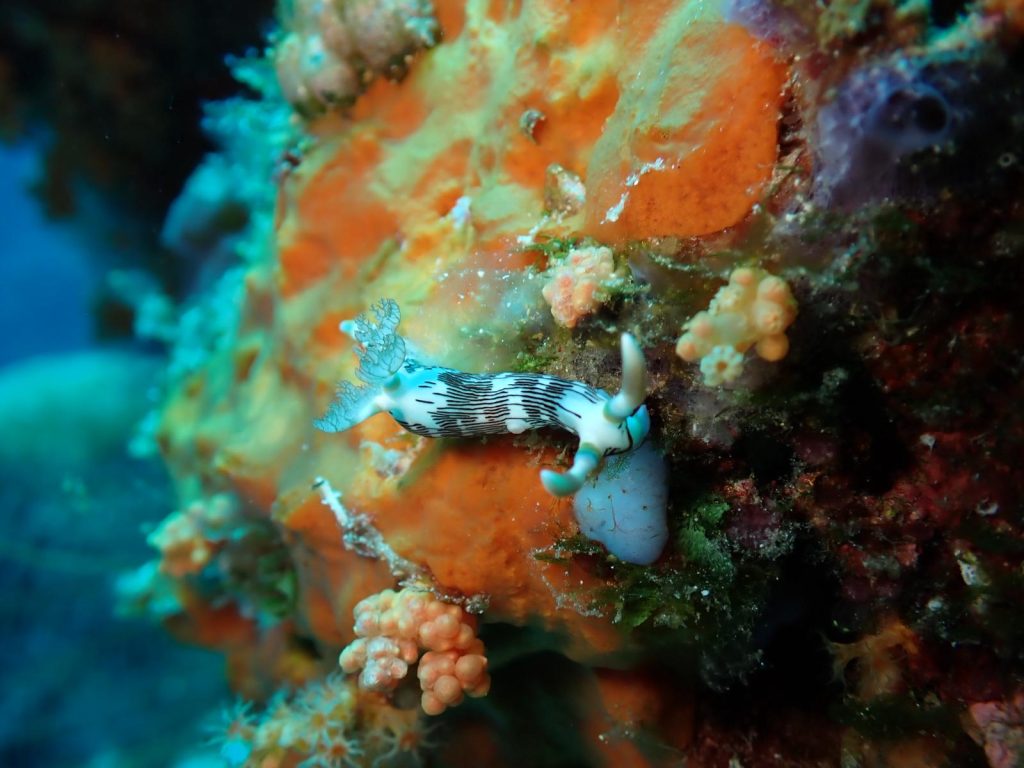 wakatobi buceo