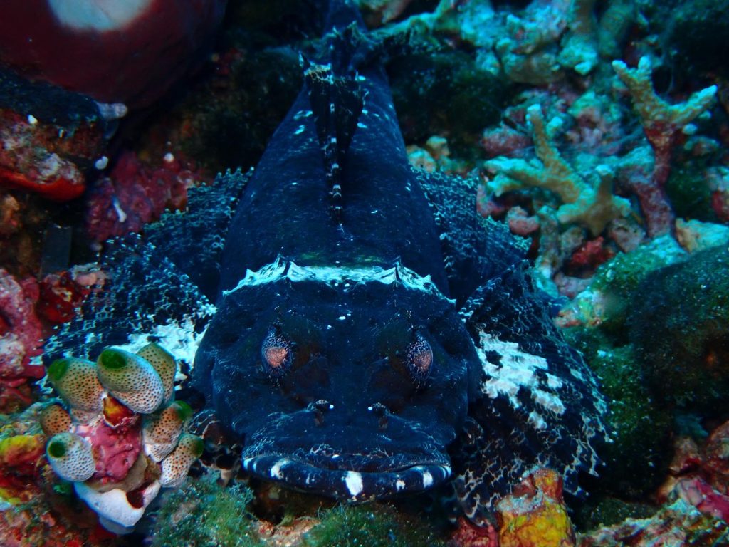 bucea wakatobi