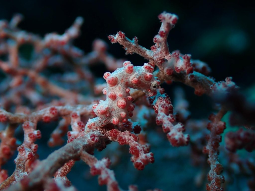 pygmy diving wakatobi