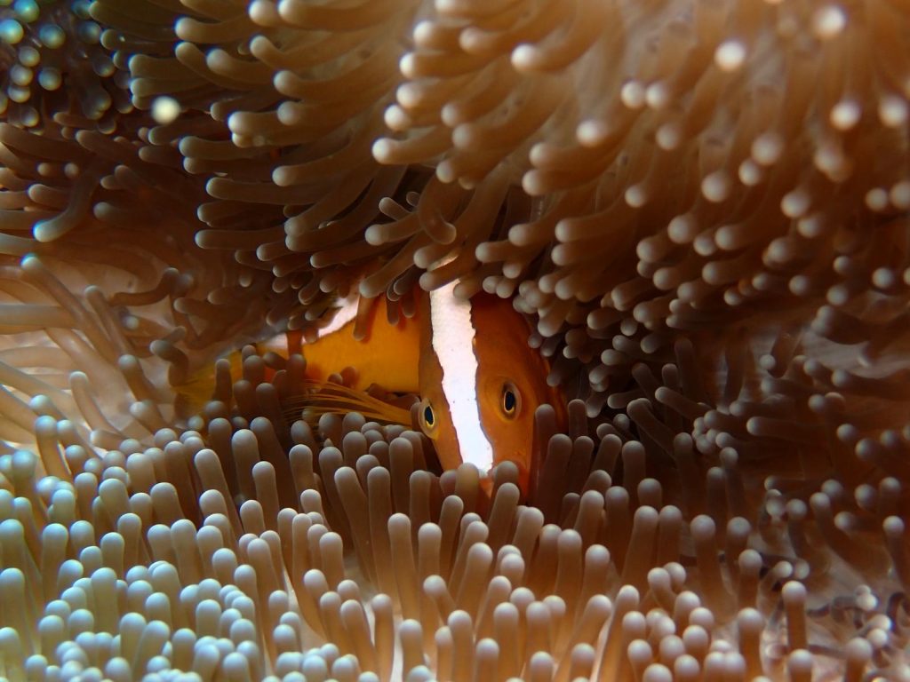 bucea wakatobi